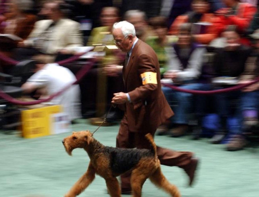 Peter Green handling a terrier in the show ring